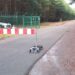Neuer Forstweg bis Ende März mittels fester Schranke gesperrt