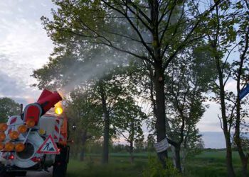 Eichenprozessionsspinner: Erste Erfolge im vierten Bekämpfungsversuch