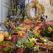 Pfarrer bittet um Gaben für Erntedankfestgottesdienst