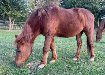 Fund-Pony aus dem Drömling hat neuen Eigentümer