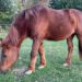Fund-Pony aus dem Drömling hat neuen Eigentümer