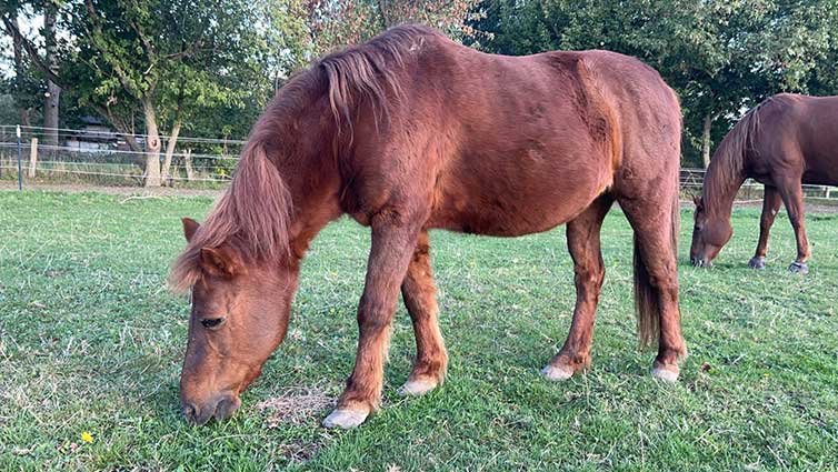 Fund-Pony aus dem Drömling hat neuen Eigentümer