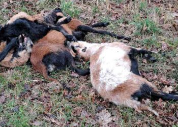 Tierkadaver an der Straße abgelegt – Zeugen gesucht