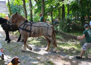 Freilichtmuseum Diesdorf: Biene, Handwerk und Getreideernte – Veranstaltungen im Juli