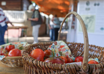 Über 100 Sorten: Tomatenvielfalt lockt Besucher in den Lindenhofgarten