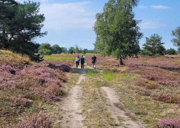 Stadtführung mal anders: Wanderung zur Heideblüte am 24. August