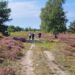 Stadtführung mal anders: Wanderung zur Heideblüte am 24. August