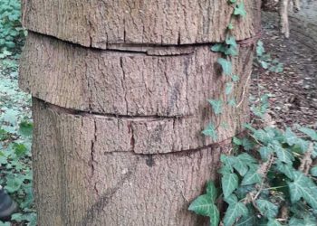 Sägeschnitte beschädigen Spitzahorn auf dem Wall – Zeugen gesucht
