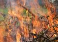 Brennendes Gartenfeuer – Symbolbild zum Verbrennen von Gartenabfällen im Altmarkkreis Salzwedel